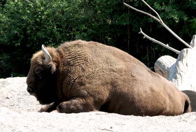 Bisonoxe, från Skansen. Ligger i solen och njuter av värmen. Ser ju skönt och avslappnat ut, men man kan inte bara ligga och vila utan vill man komma någonstans måste man jobba aktivt. Fast avslappning är även inom mental hälsa ett viktigt begrepp, så kanske är det den biten som den tränar på just nu.