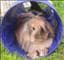 gickan87
